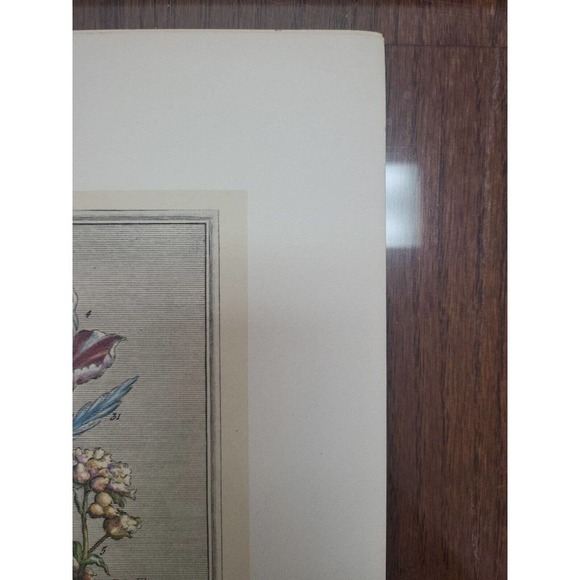 Rob Furber Gardiner Kensington 1730 Engraving by H Fletcher "May" Month Flowers - Picture 4 of 5